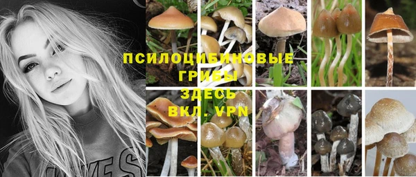 крисы Абаза